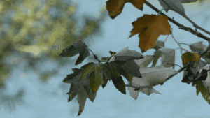 con el cielo azul de fondo, fotografía detalle de hojas verdes y marrones de un árbol